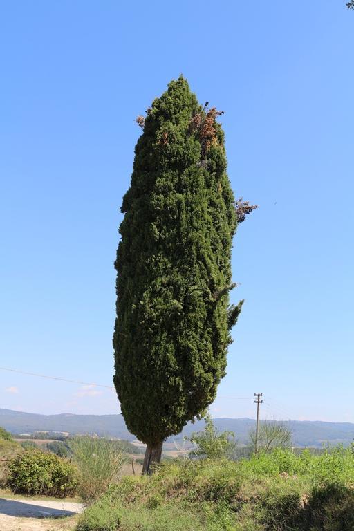 Certine Agriturismo Asciano Buitenkant foto
